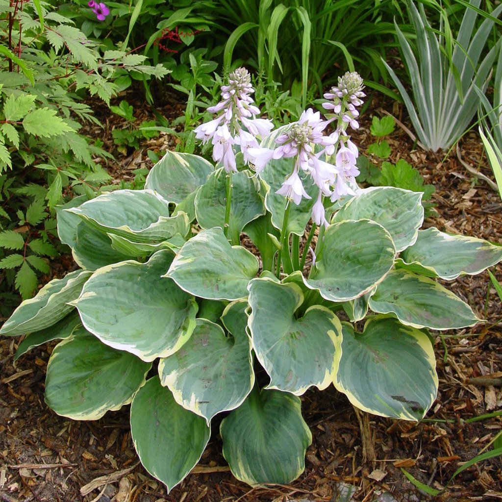 Hosta 'Pizzazz'